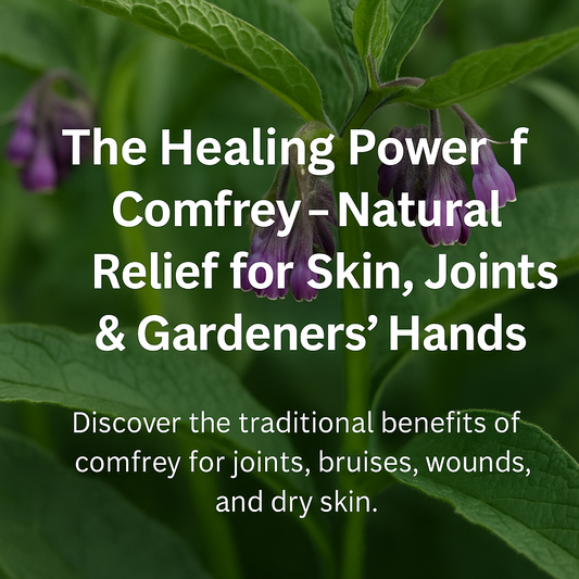 The Healing Power of Comfrey – Natural Relief for Skin, Joints & Gardeners’ Hands