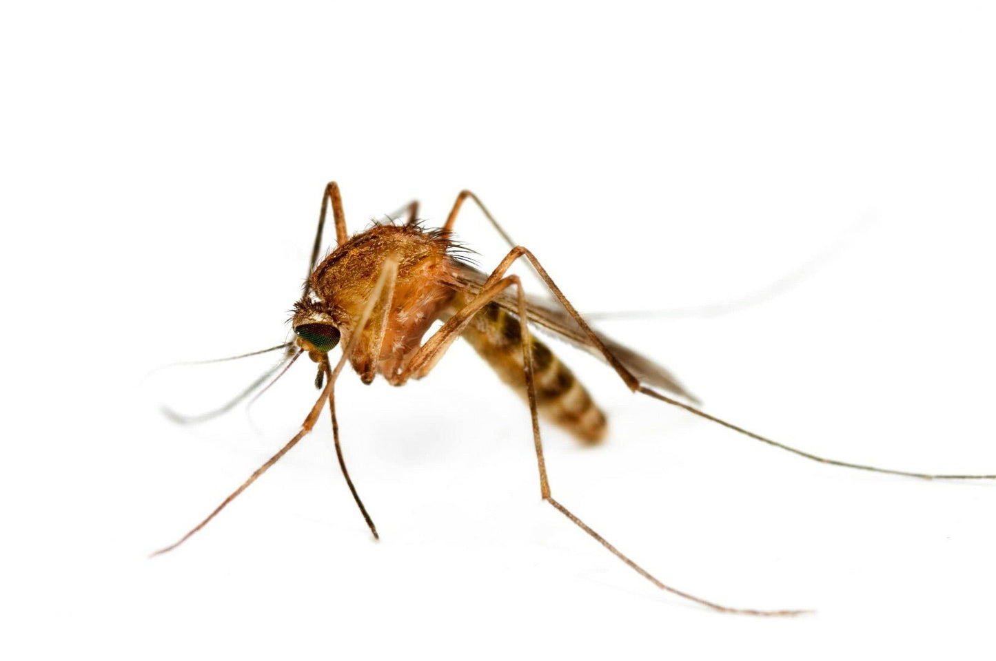 Deet Free Insect Repellent Bug Oil mosquito Repellent Midge Repellent Bee Repel - Herbalshire Handmade Herbal Products