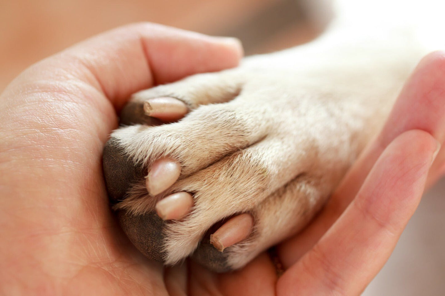 Dog & Cat Tea Tree Antiseptic Cream for Cracks, Sores & Relief Handmade - Herbalshire Handmade Herbal Products