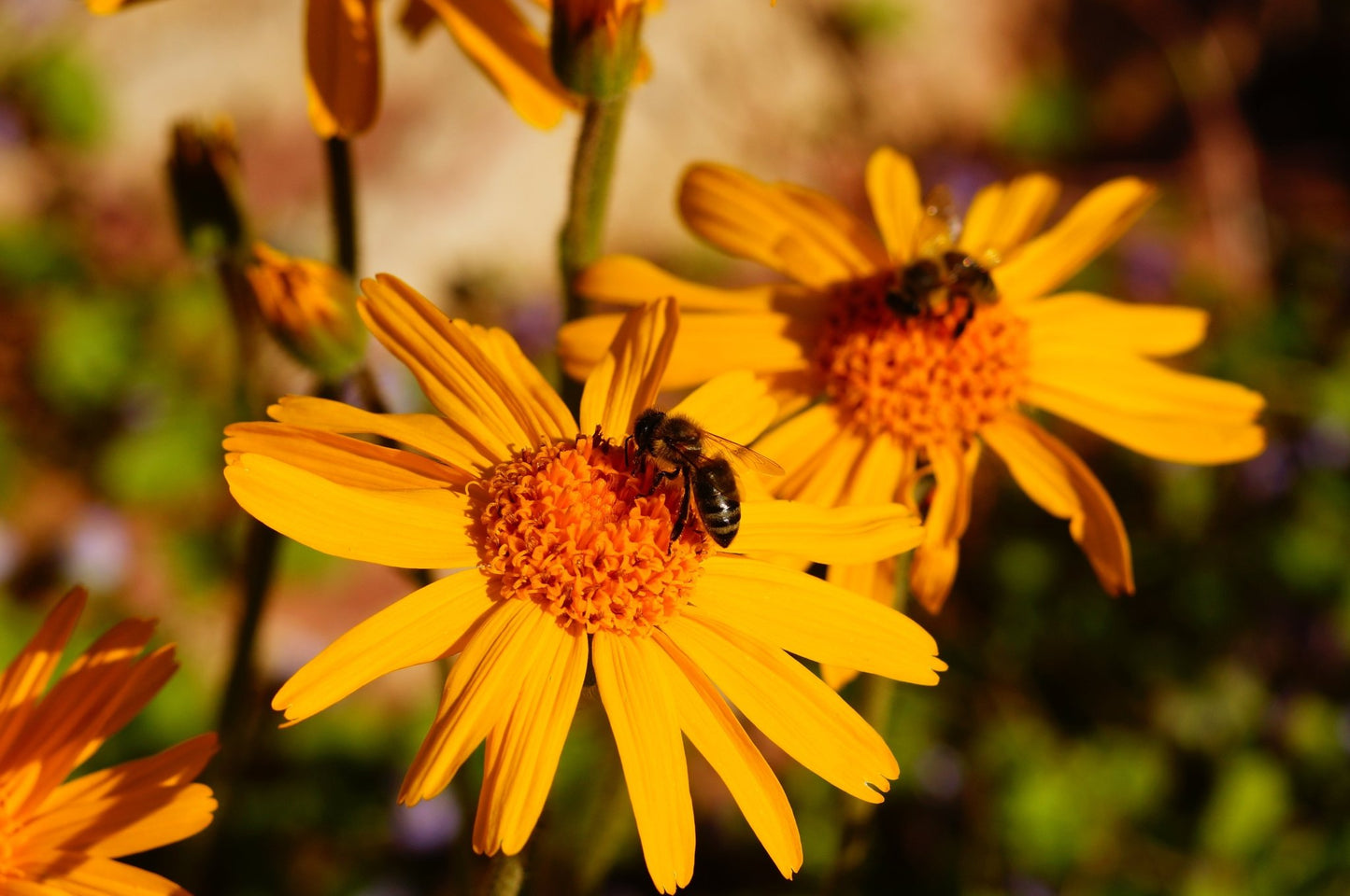 Herbalshire Premium Arnica Ointment & Oil Natural Bruise Swell Relief Muscle Rub - Herbalshire Handmade Herbal Products