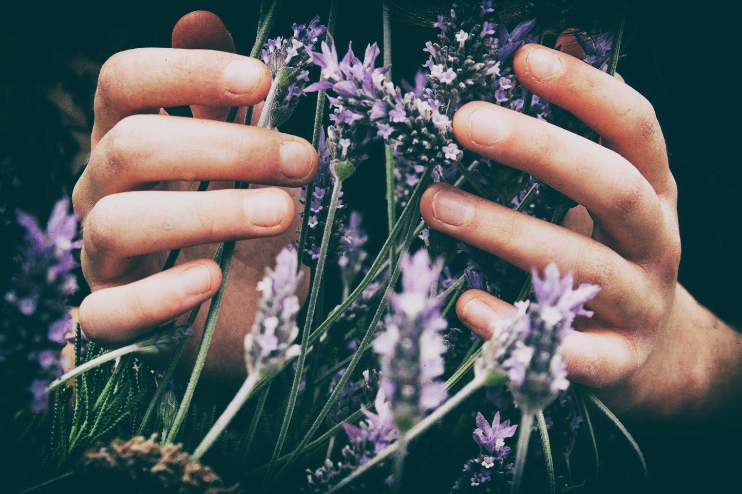 Lavender Cream Sleep Aid Hand Skin Baby All Natural Organic Massage Eczema - Herbalshire Handmade Herbal Products