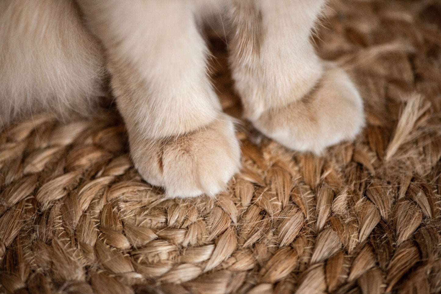 Natural Paw Dip - Essential Oil Blend for Minor Paw Problems - 10ml - Herbalshire Handmade Herbal Products
