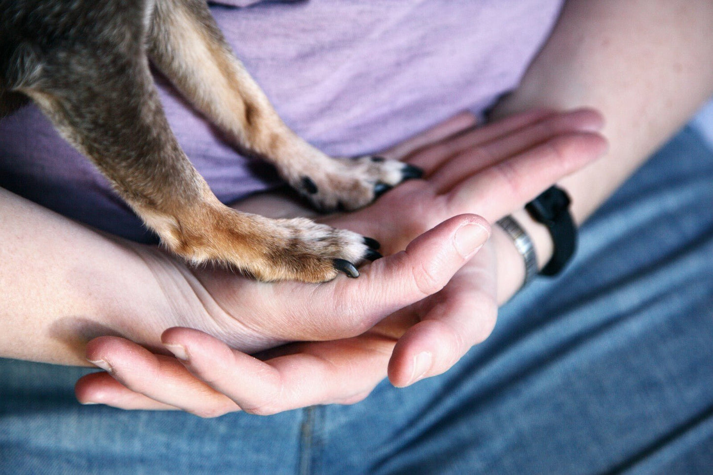 Natural Paw Dip - Essential Oil Blend for Minor Paw Problems - 10ml - Herbalshire Handmade Herbal Products