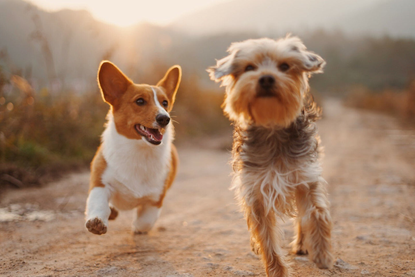 Natural Pet Pain Relief Oil for Dogs & Cats – Herbal Joint, Muscle & Arthritis - Herbalshire Handmade Herbal Products