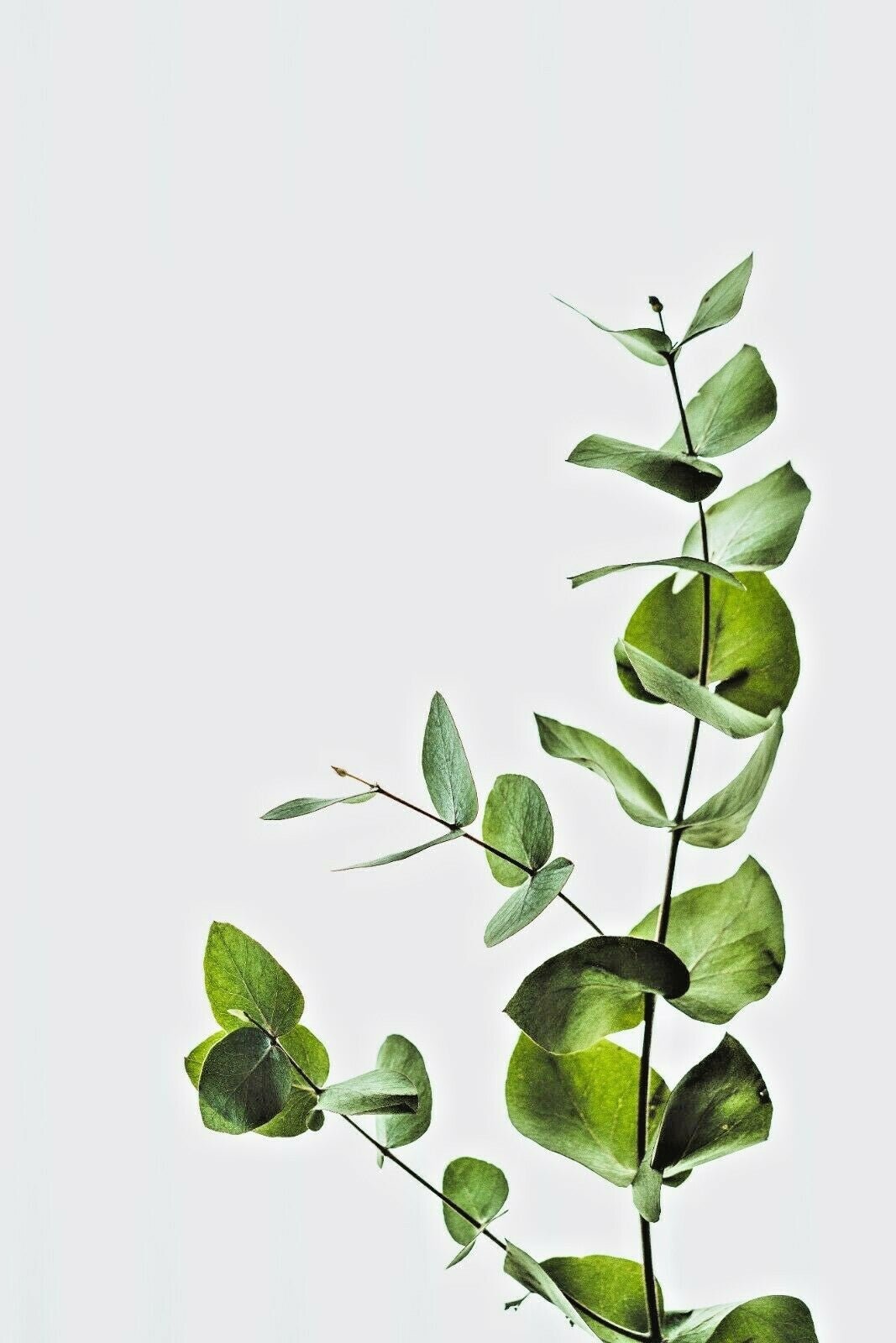 Shower Gel & Body Wash Tea Tree Oil & Eucalyptus 250 Ml For Skin Foot Wash Daily - Herbalshire Handmade Herbal Products