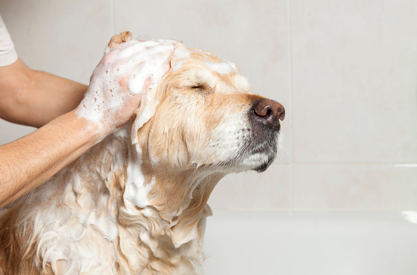 Natural Essential Oil Dog Shampoo for Delicate Skin - 250ml - Herbalshire Handmade - Thick/Long Coat - Cruelty-Free & Moisturizing