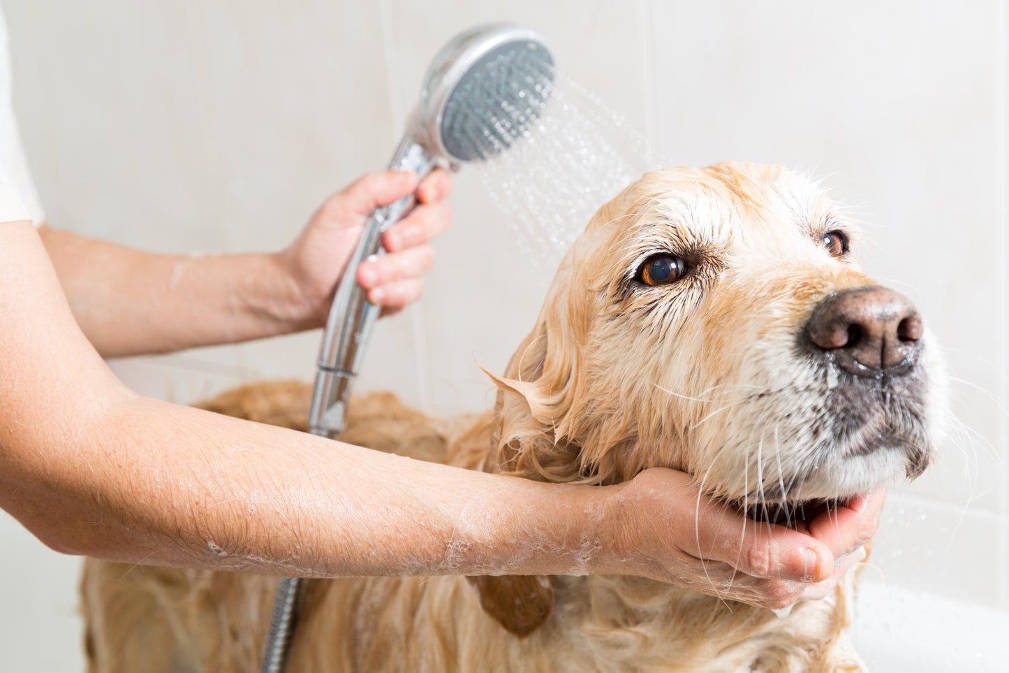 Natural Essential Oil Dog Shampoo for Delicate Skin - 250ml - Herbalshire Handmade - Thick/Long Coat - Cruelty-Free & Moisturizing