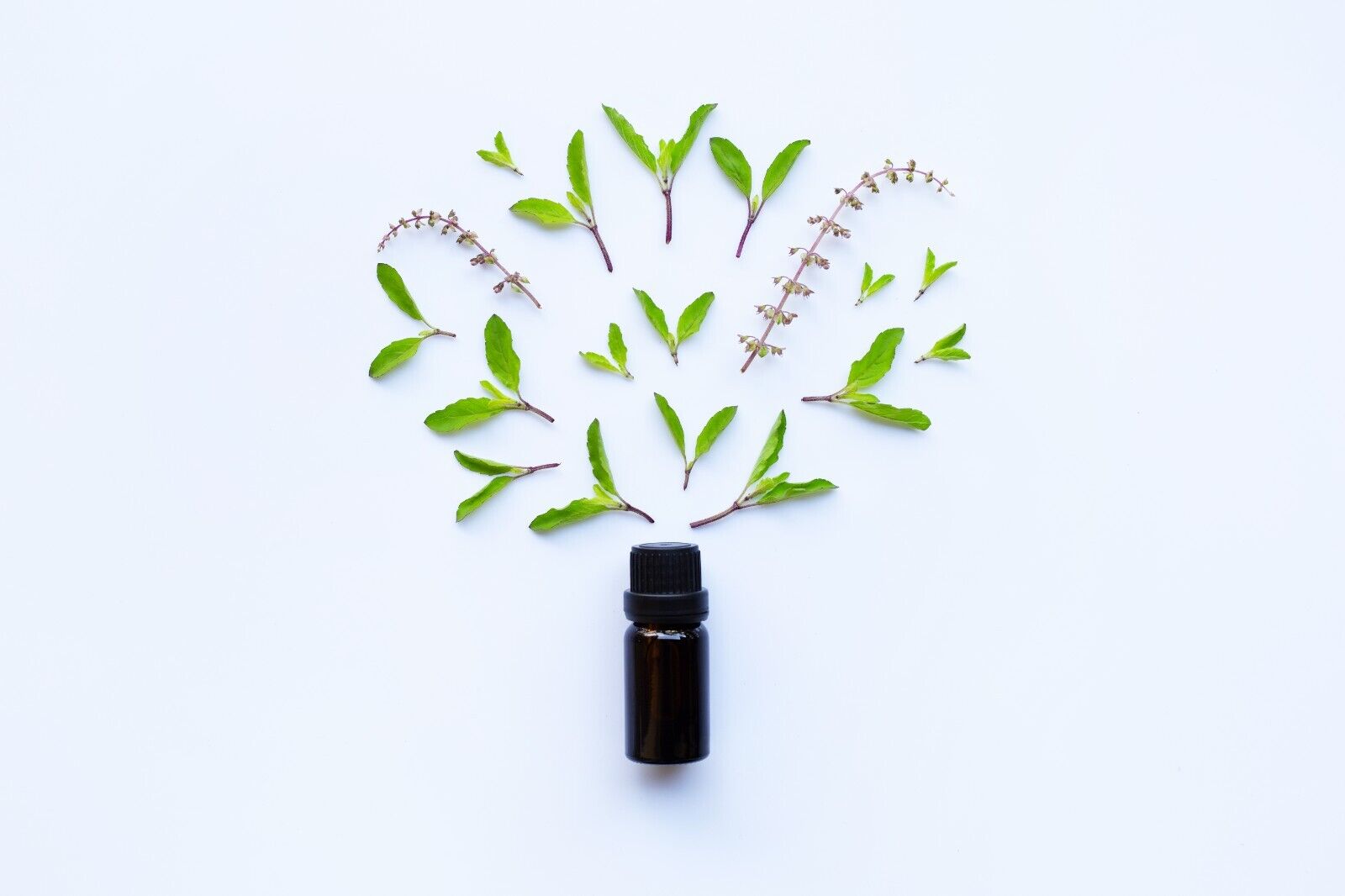 Plant herbal oils