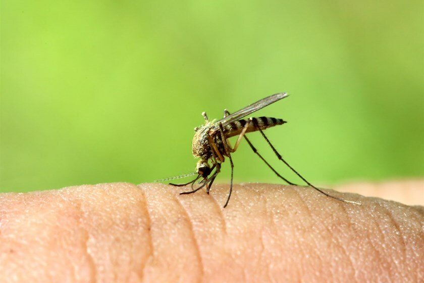 Bug Oil Natural Insect Repellent Citronella Peppermint Lavender Vegan & Handmade - Herbalshire Handmade Herbal Products