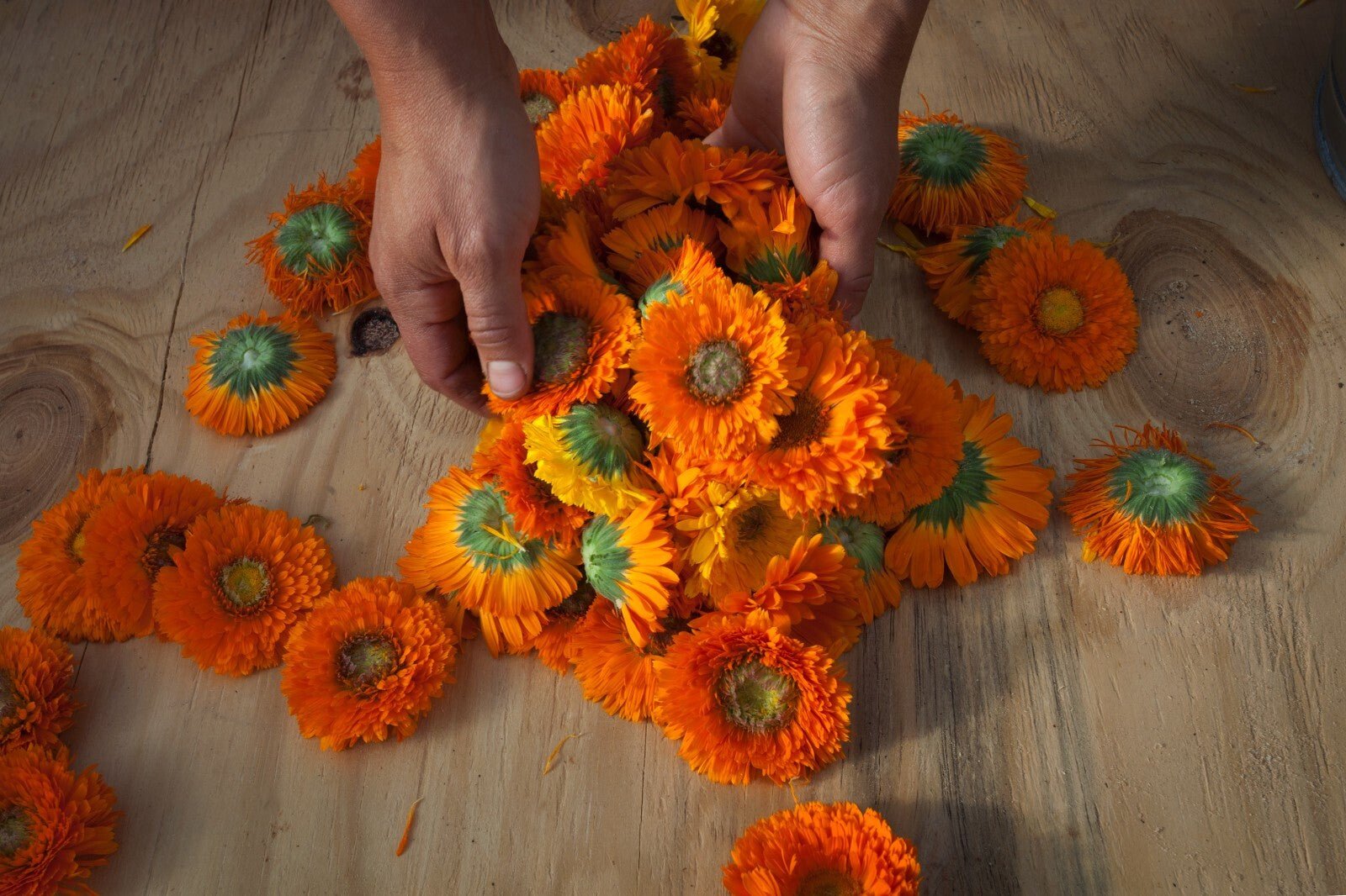 Calendula Cream Ointment Natural Skin Healing Cuts Burns Acne Stretch Marks - Herbalshire Handmade Herbal Products
