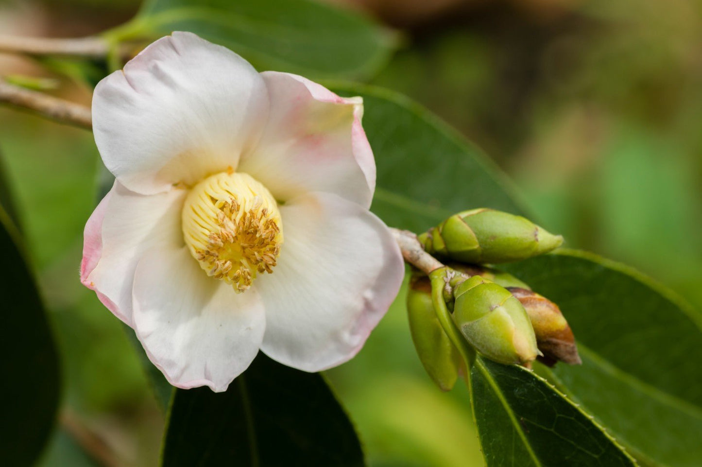 Camellia Oil – Moisturising Face, Hair & Skin – Anti - Ageing & Massage Oil - Herbalshire Handmade Herbal Products