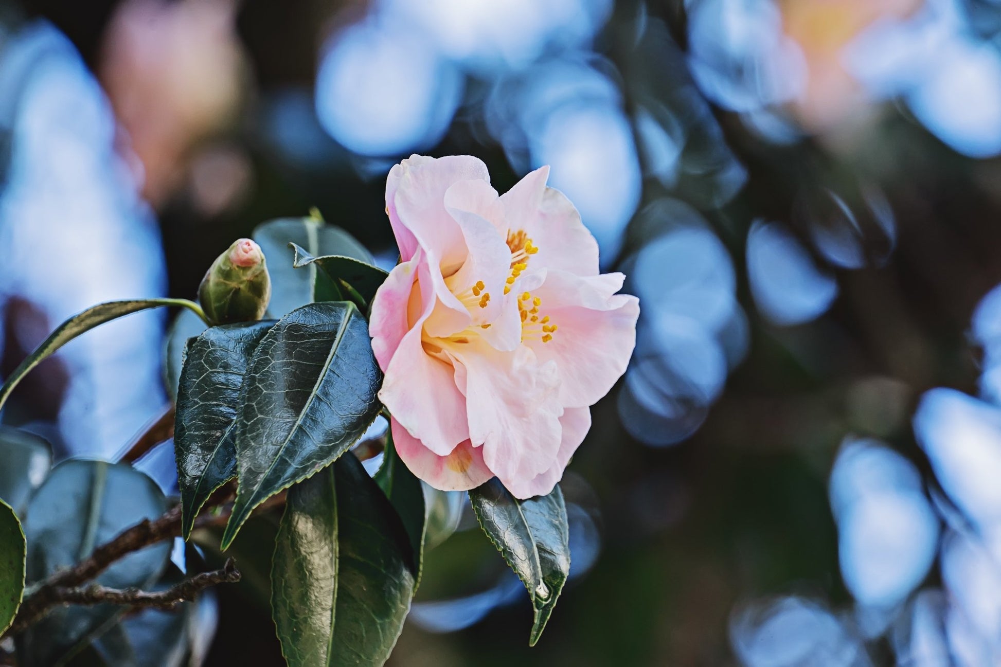 Hydrate & Renew - Camellia Oil Anti-Ageing Moisturiser - Herbalshire Handmade Herbal Products