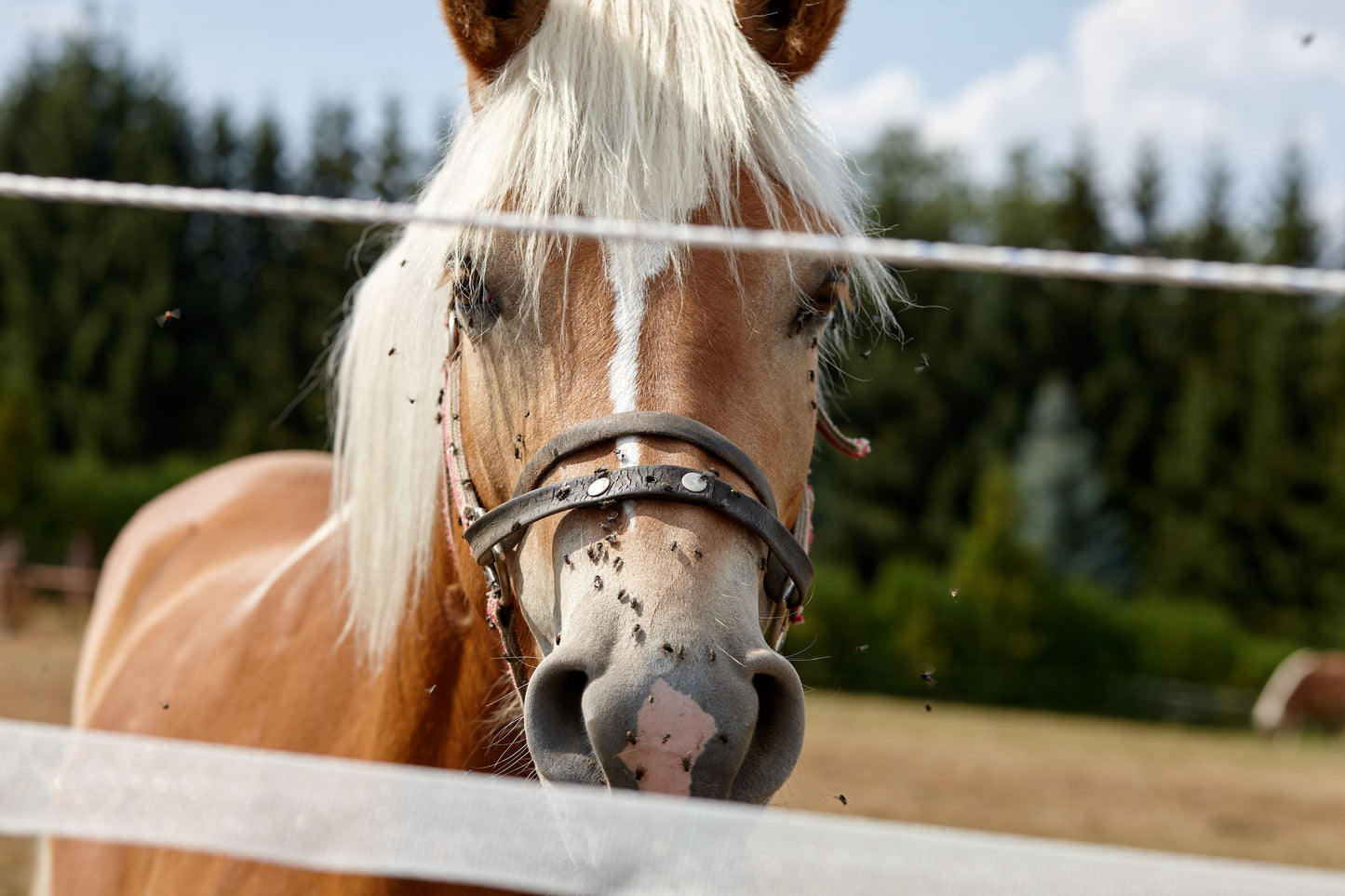 Horse Pony Midge Natural Insect Repellent Essential Oils Concentrated Mix 10ml - Protect Your Animals from Bothersome Flying Insects