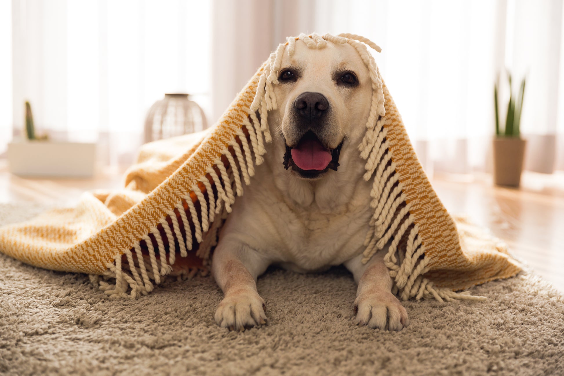 best arthritis treatment for dogs UK