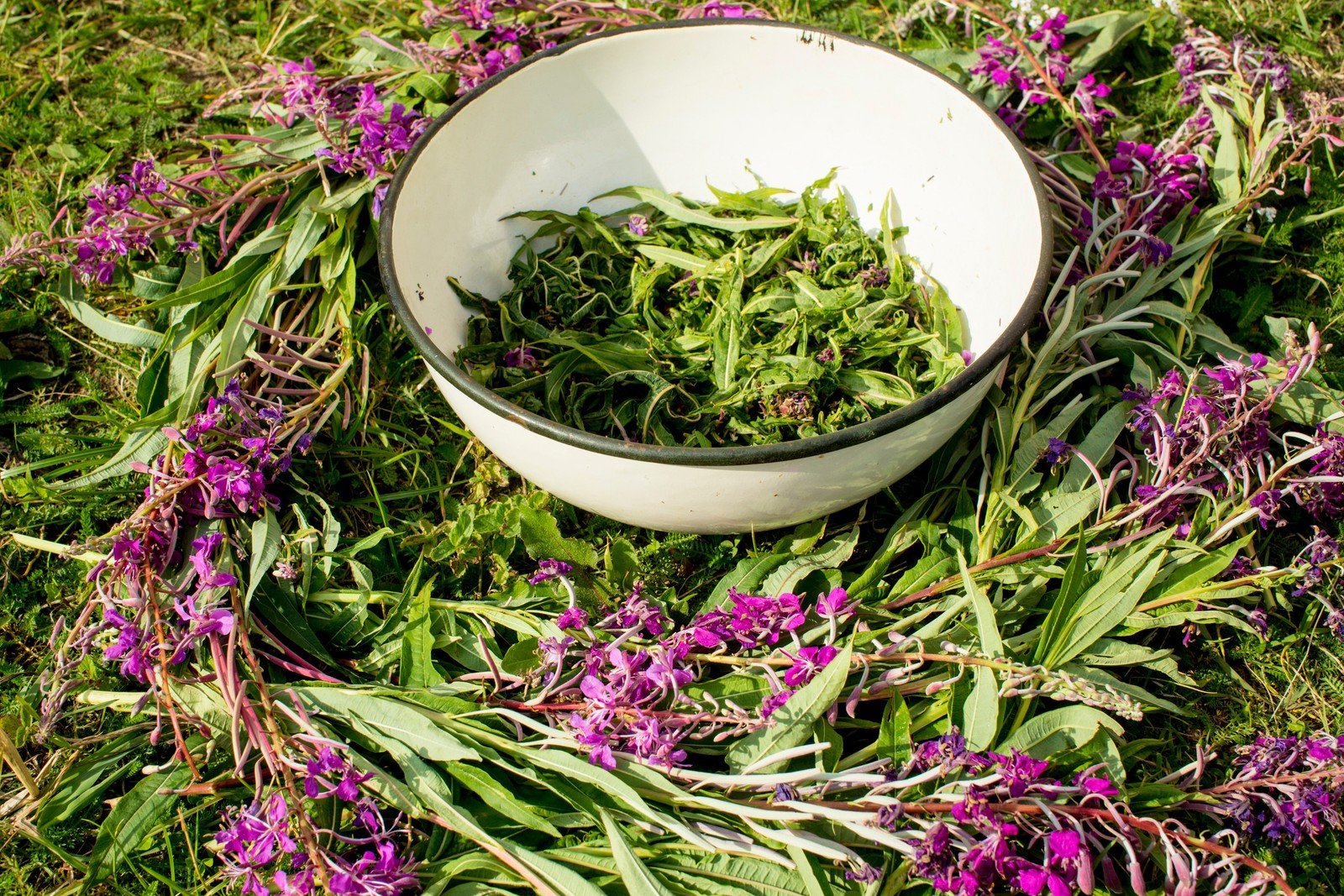 Handmade Pure Comfrey Infused Oil - Natural Relief for Arthritis, Fractures & S - Herbalshire Handmade Herbal Products