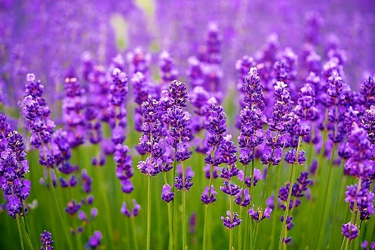 Lavender Essential Oil 10ml 30ml 100ml - 100% Pure - Aromatherapy Fragrance - Herbalshire Handmade Herbal Products