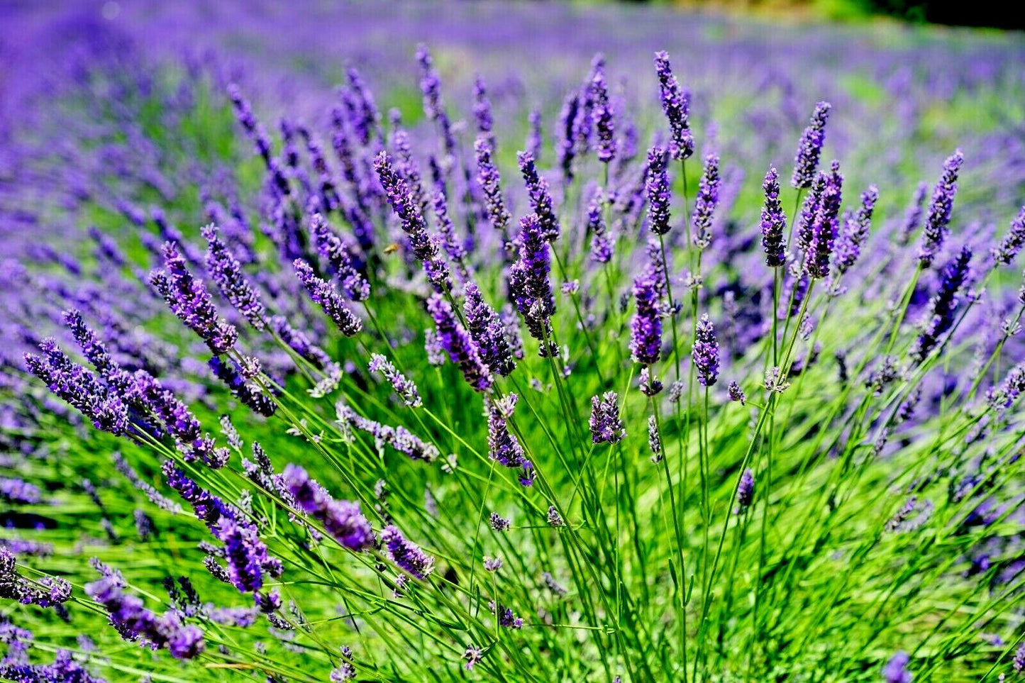 Lavender Moisturising Skin Cream Natural Handmade Face & Body Cream for Dry Skin - Herbalshire Handmade Herbal Products