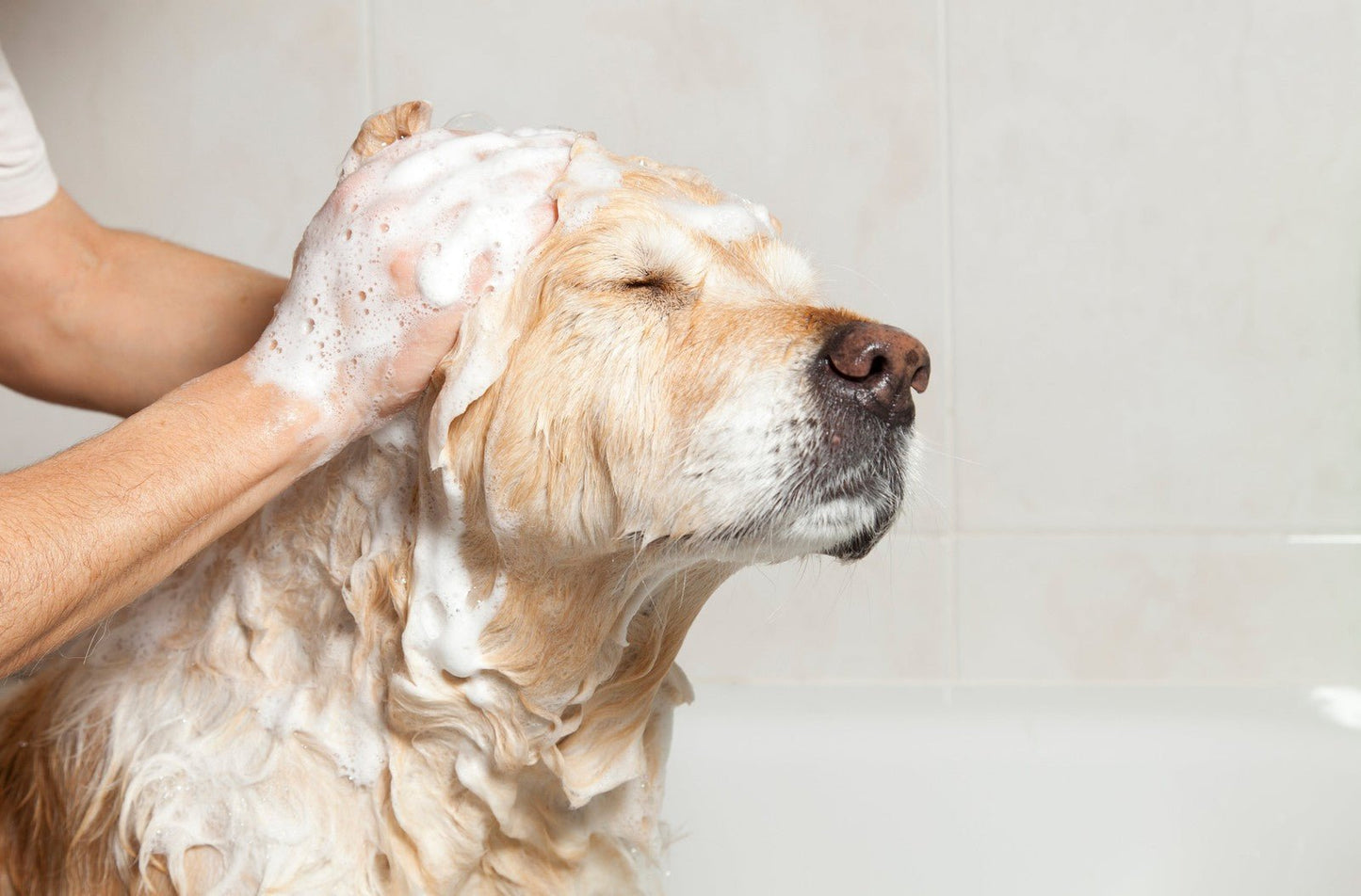 Natural Essential Oil Dog Shampoo for Delicate Skin - 250ml - Herbalshire Handm - Herbalshire Handmade Herbal Products