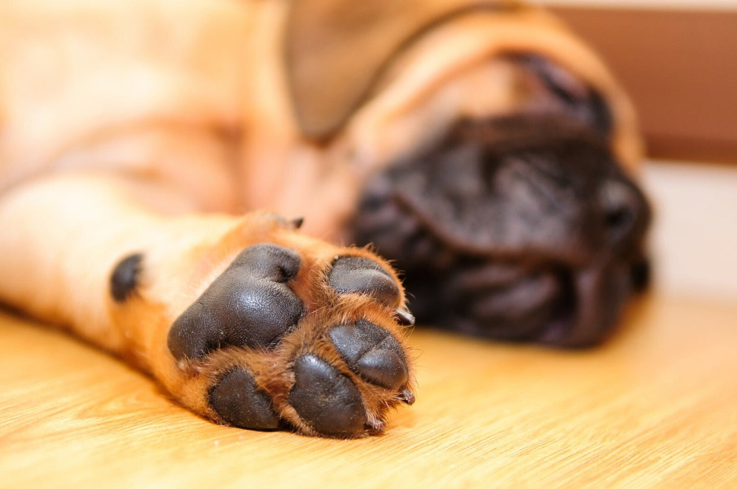 Natural Paw Dip - Essential Oil Blend for Minor Paw Problems - 10ml - Herbalshire Handmade Herbal Products