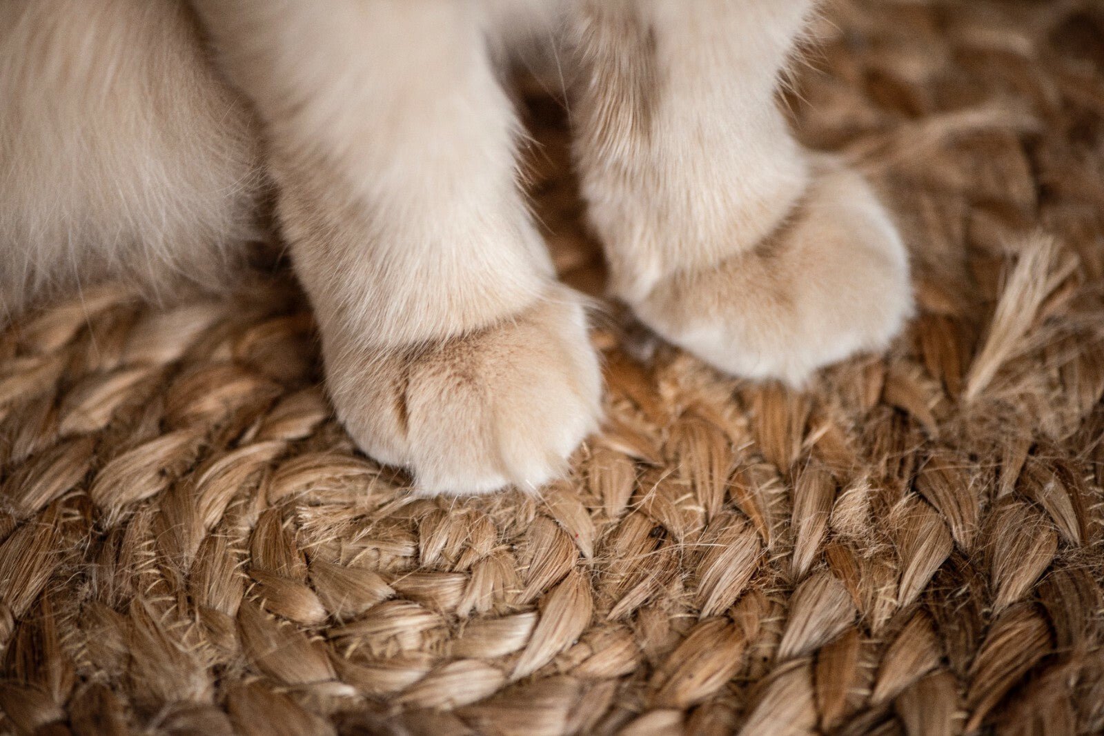 Natural Paw Dip - Essential Oil Blend for Minor Paw Problems - 10ml - Herbalshire Handmade Herbal Products