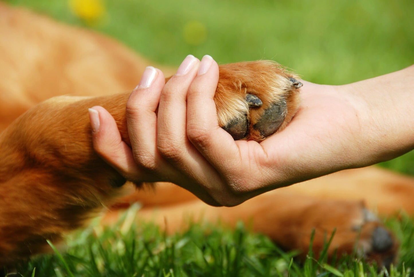 Natural Paw Dip - Essential Oil Blend for Minor Paw Problems - 10ml - Herbalshire Handmade Herbal Products