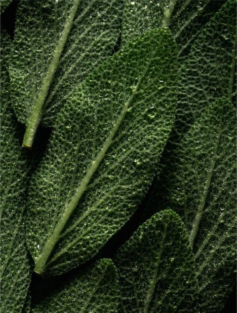 Noir & Gold™ StrandSync - Herbalshire Handmade Herbal Products