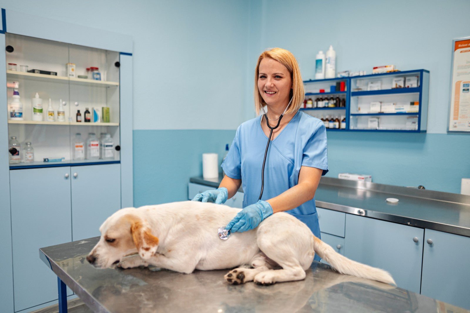 Oil Of Arnica Oil For Dogs & Cats For Bruises Strained Joints Muscles Ligaments - Herbalshire Handmade Herbal Products