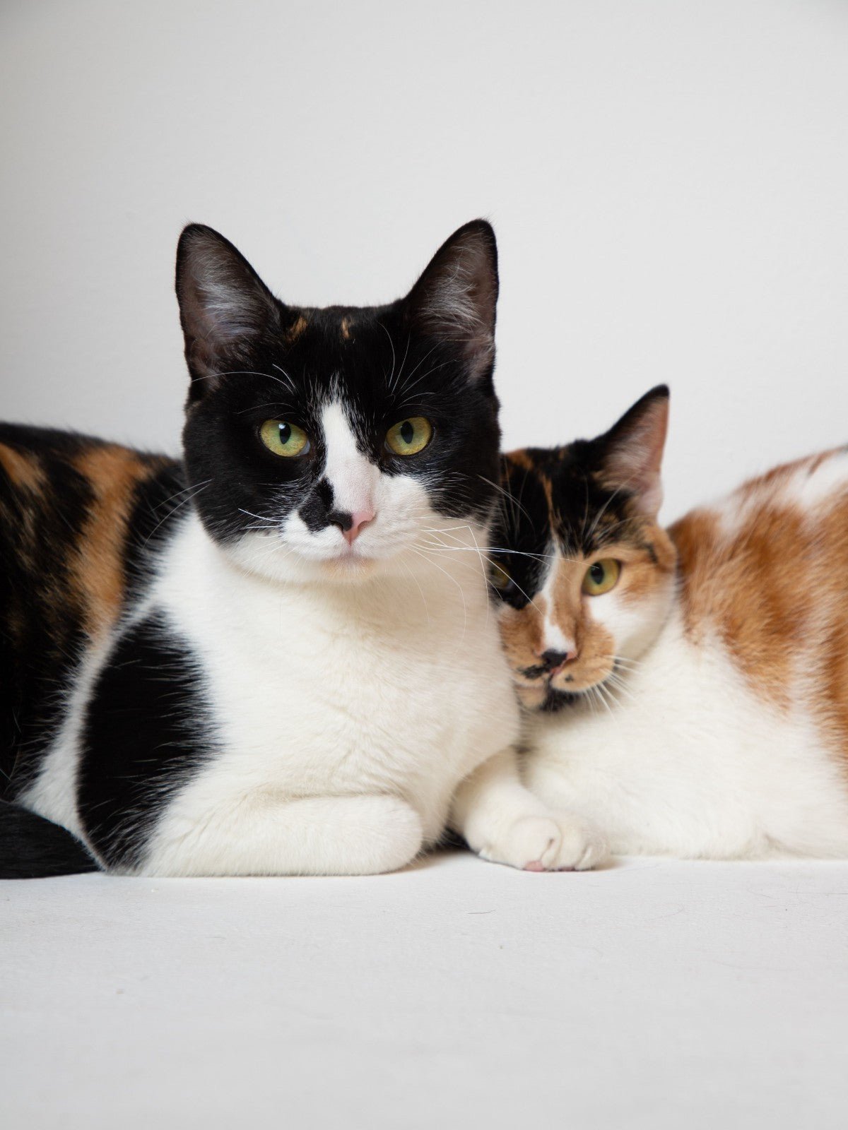 Oil Of Arnica Oil For Dogs & Cats For Bruises Strained Joints Muscles Ligaments - Herbalshire Handmade Herbal Products