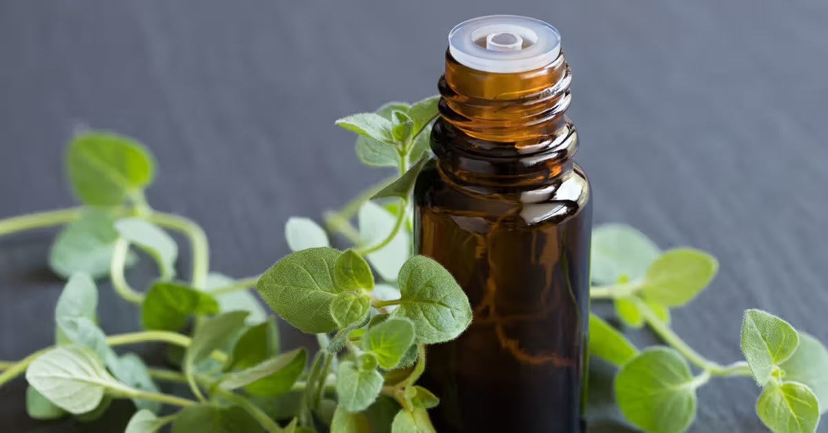 Oregano oil - Herbalshire Handmade Herbal Products