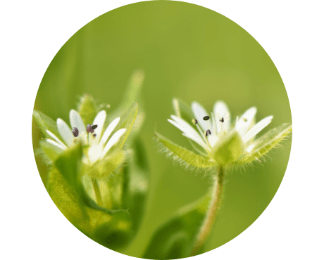 Organic Chickweed Herb - Herbalshire Handmade Herbal Products