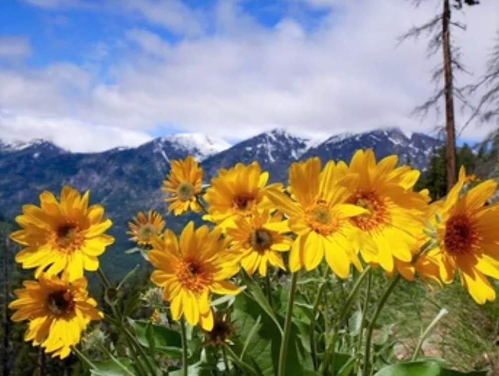 Pet Arnica Oil Natural Herbal Massage Oil for Dogs & Cats Handmade in Yorkshire - Herbalshire Handmade Herbal Products