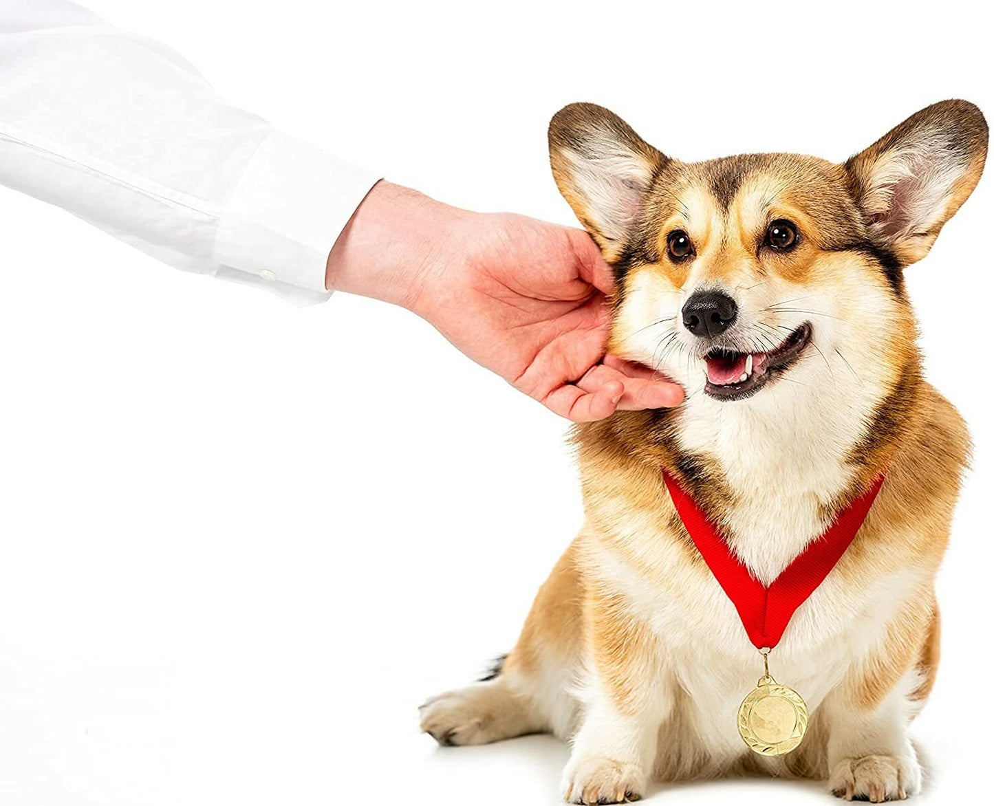 Pet Arnica Oil Natural Herbal Massage Oil for Dogs & Cats Handmade in Yorkshire - Herbalshire Handmade Herbal Products