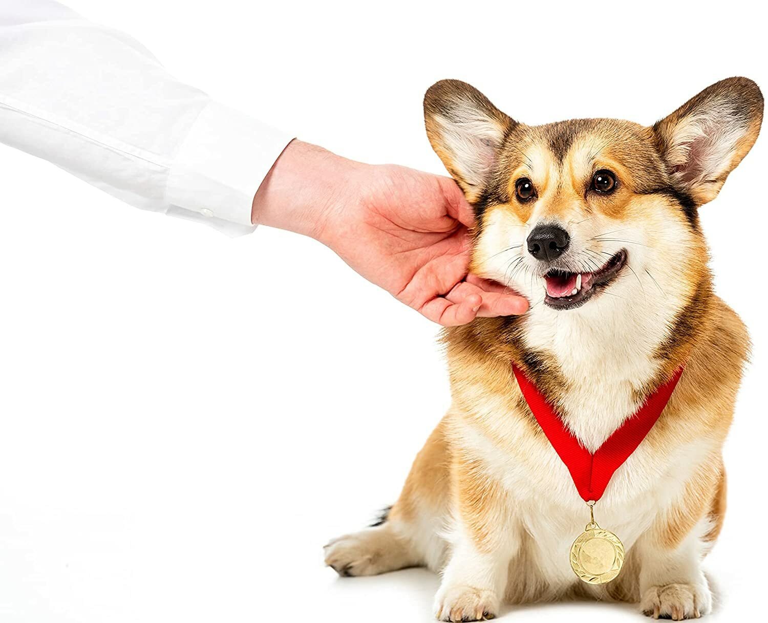 Pet Arnica Oil Natural Herbal Massage Oil for Dogs & Cats Handmade in Yorkshire - Herbalshire Handmade Herbal Products