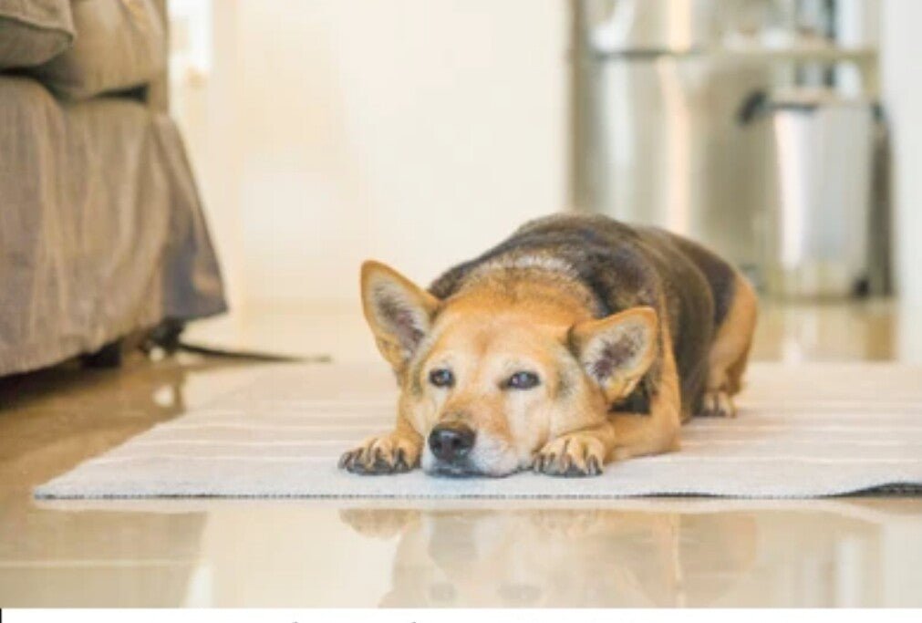 Pet Arnica Oil Natural Herbal Massage Oil for Dogs & Cats Handmade in Yorkshire - Herbalshire Handmade Herbal Products