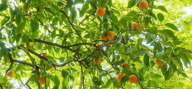 Petitgrain Essential Pure Oil 10ml Aromatherapy Oil Natural 100ml 30ml Fragrance - Herbalshire Handmade Herbal Products