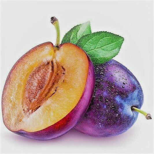 Plum Seed Kernel Oil Skin Rejuvenator For Wrinkles Blemished Damaged Skin - Herbalshire Handmade Herbal Products