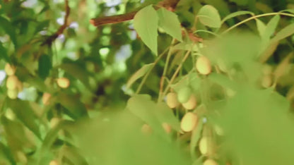 Pure Cold Pressed Neem Oil - 100% Natural Skin and Hair Care Elixir - Antimicro