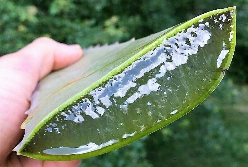 Pure Aloe Vera Clear Gel Skincare Natural Soothing Dry Skin Facial From Mexico - Herbalshire Handmade Herbal Products
