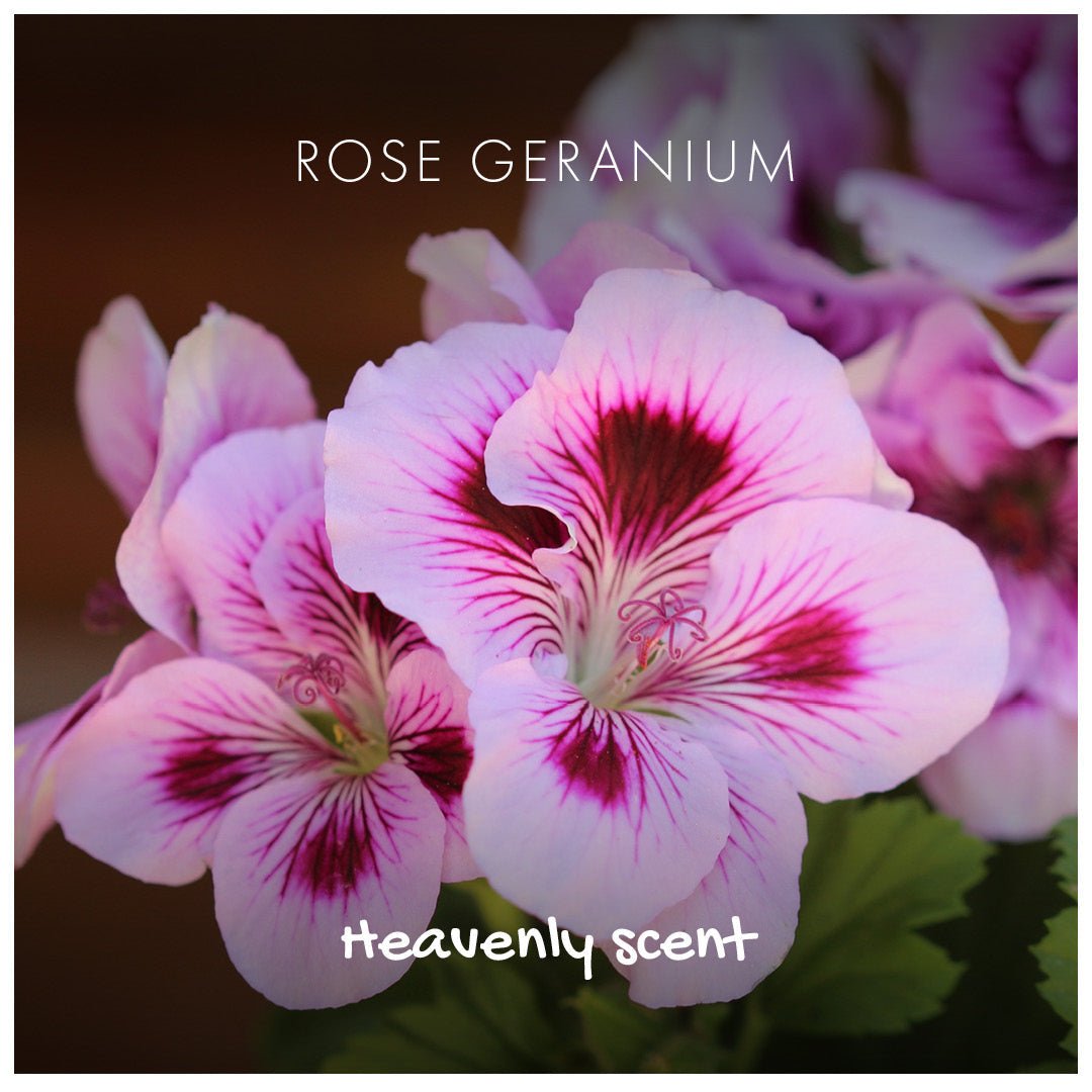 Rose Geranium Natural Soap - Herbalshire Handmade Herbal Products