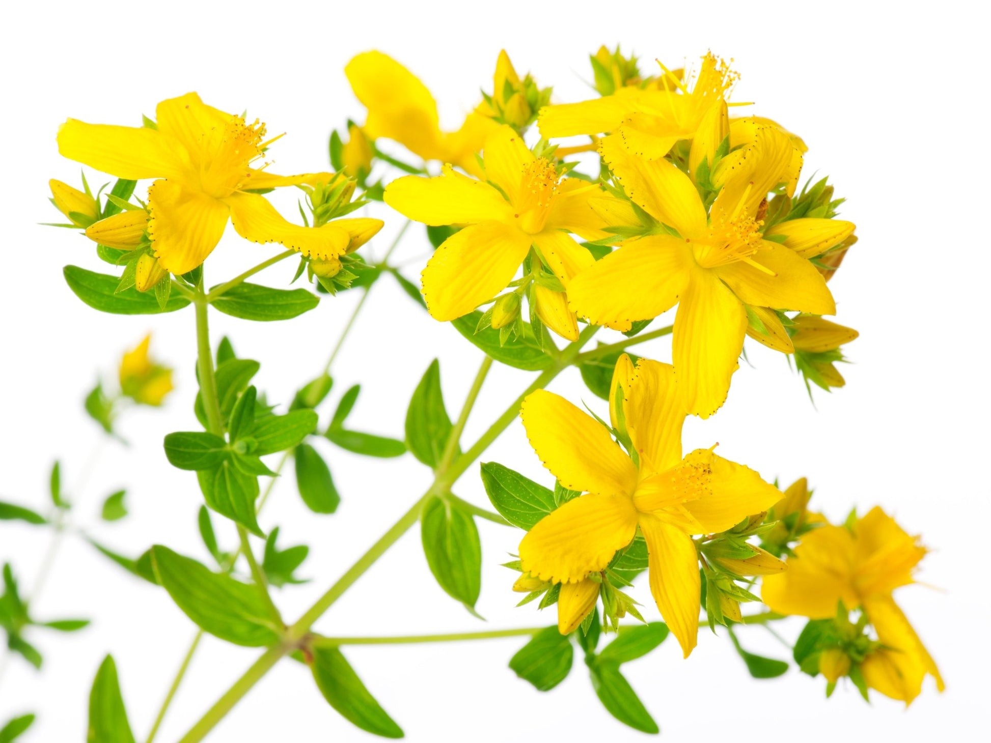 St. John’s Wort Oil – For Skin, Nerve Pain, Burns, Eczema, Scars - Herbalshire Handmade Herbal Products