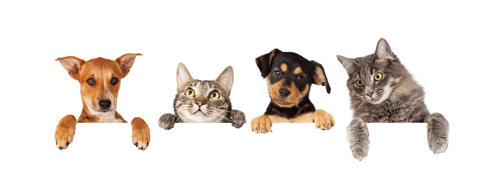 Our Natural Pet Pain Relief Oil for Dogs & Cats