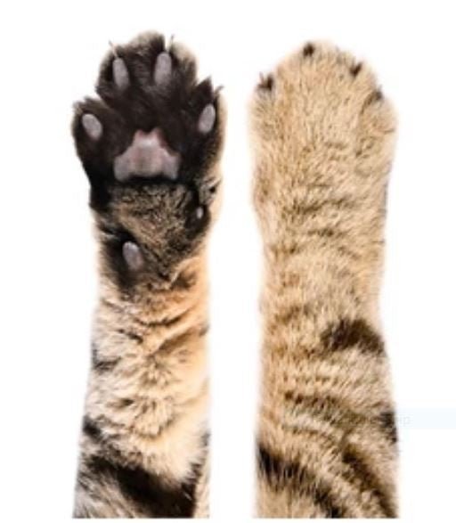 Tea Tree Pet Skin Cream 60ml Antifungal Natural - Herbalshire Handmade Herbal Products