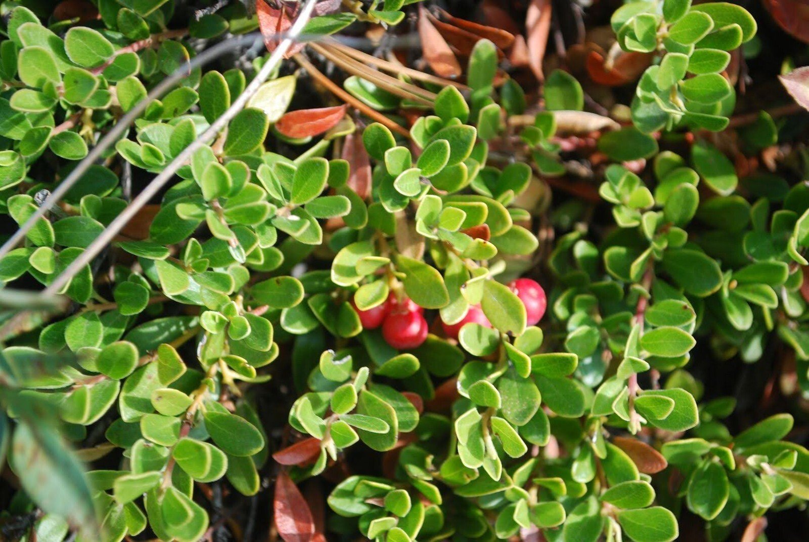 Wintergreen Oil 100% Pure Essential Oil of Wintergreen Natural Joint Muscle Oil - Herbalshire Handmade Herbal Products