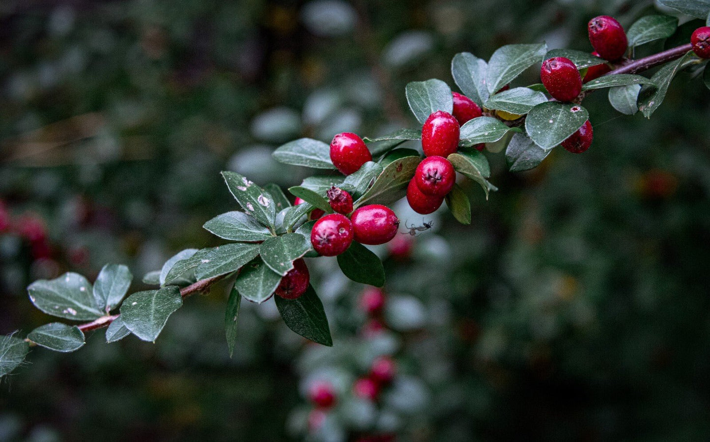 Wintergreen Oil 100% Pure Essential Oil of Wintergreen Natural Joint Muscle Oil - Herbalshire Handmade Herbal Products