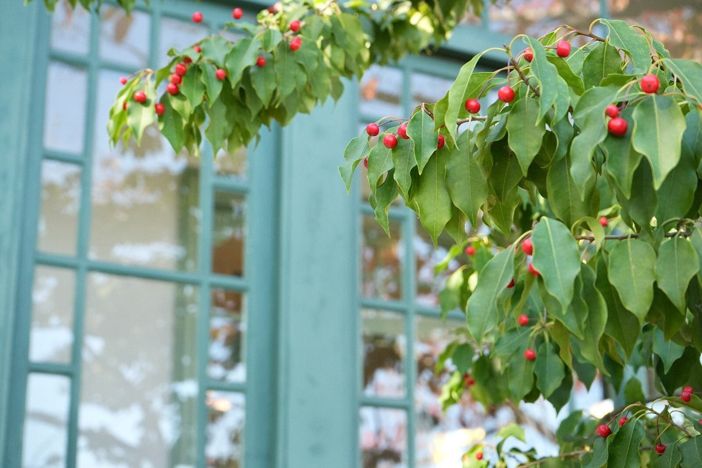 Wintergreen Oil 100% Pure Essential Oil of Wintergreen Natural Joint Muscle Oil - Herbalshire Handmade Herbal Products