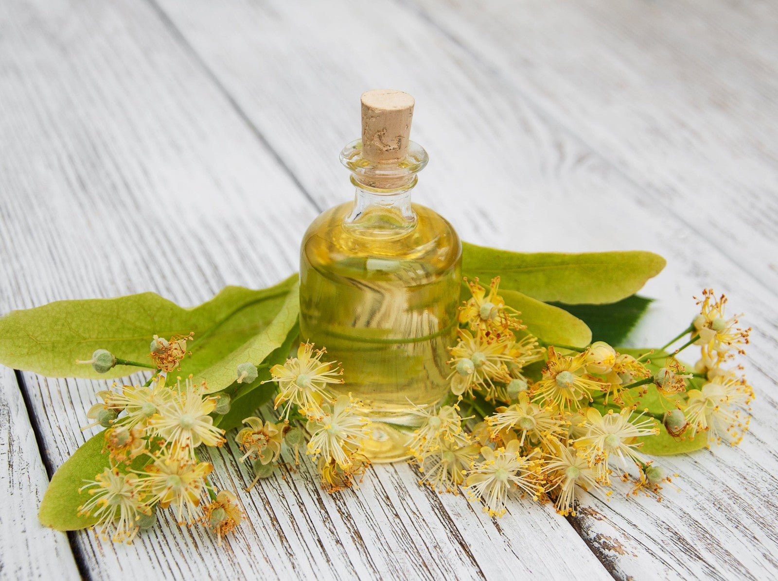 Witch Hazel Plant Oil (Hamamelis Virginiana) Natural Astringent for Acne Bruise - Herbalshire Handmade Herbal Products