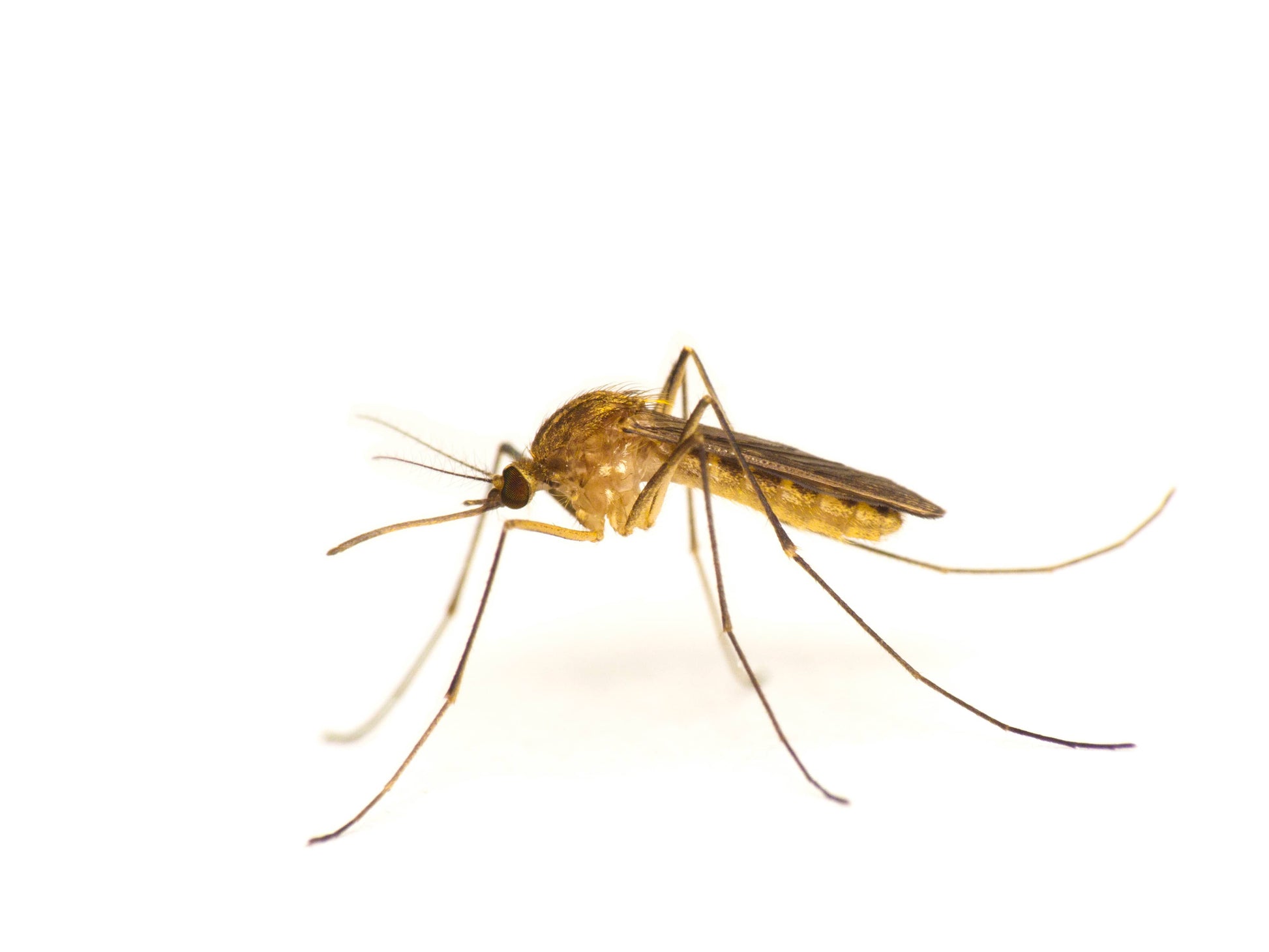Anti Midge spray
