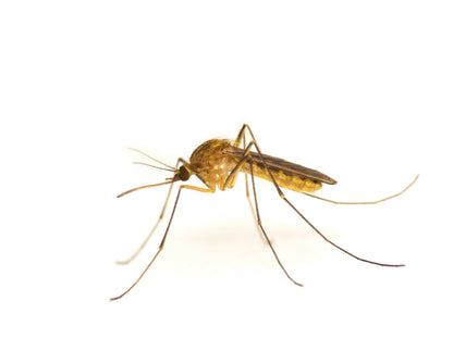 Anti Midge spray